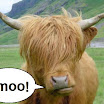 emo_cow.jpeg