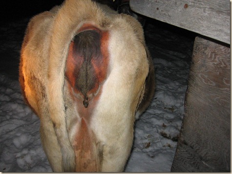 cow progress 039