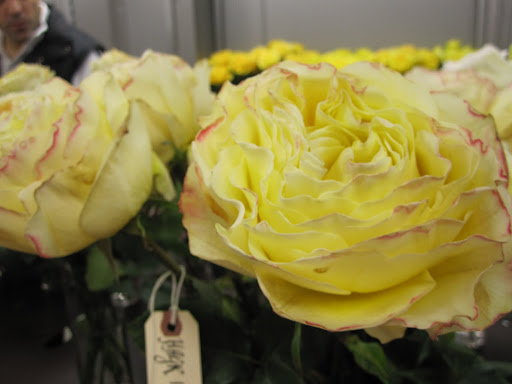I love that these petals have a little bit of bicoloring to them.