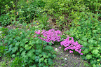 Phlox and Columbine