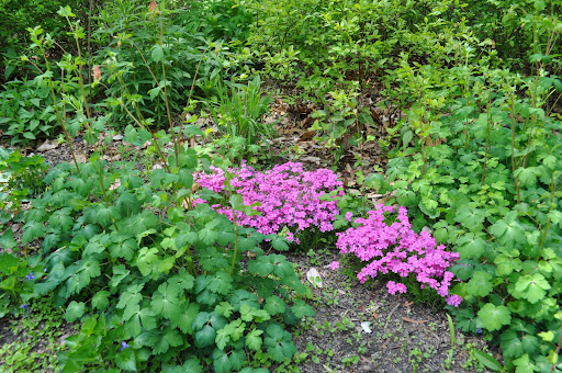 Phlox and Columbine