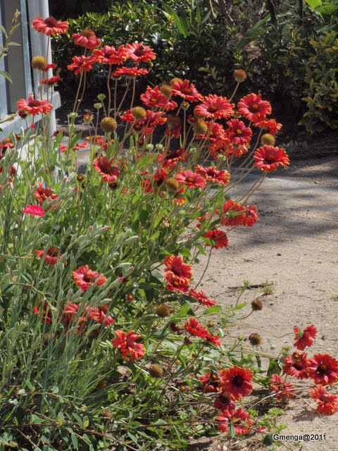 Gaillardia -gaillarde