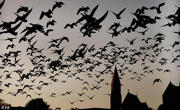 A flock of geese take to the air. Academics believe it is the power of flight which has made the species more robust than other animals, enabling under threat flocks to migrate long distances. Photo: PA
