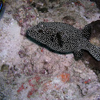 Spotted boxfish