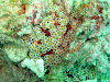  Koh Lipe Resimleri Fotoğrafları