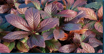 Rodgersia ' Bronze peacock'