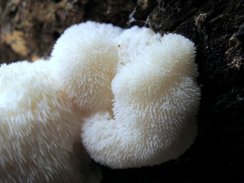 Hericium erinaceus close up