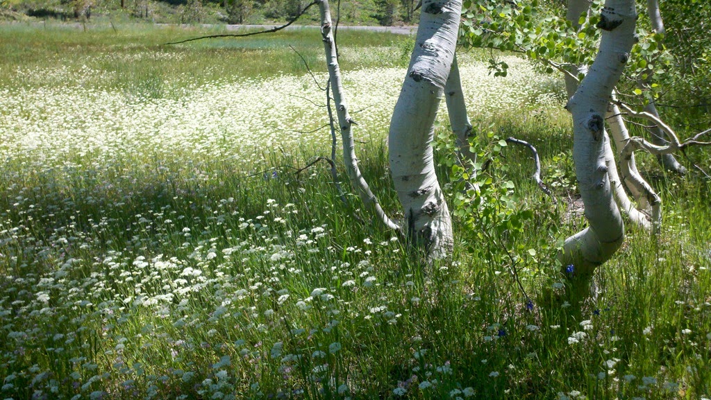 [Aspen-and-Yampahs-CrystalHarling6.jpg]