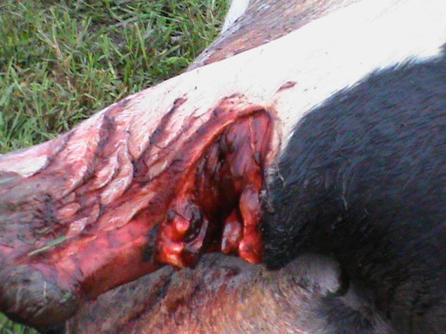 [Tsitsikamma%2520cattle%2520mutilations%2520Bakkes%2520farm%2520April72012%255B4%255D.jpg]