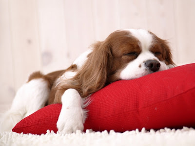 perro-dormido.jpg