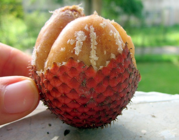 [streetfoodandfruit0673.jpg]