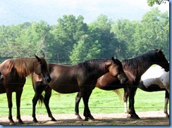 0099 Great Smoky Mountain National Park  - Tennessee - Cades Cove Scenic Loop