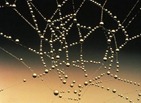 spider web