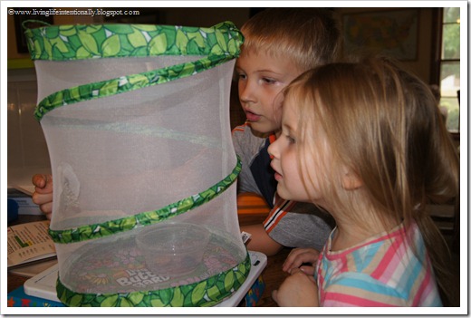 watching the butterflies watching the butterflies