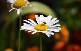[chamomile%2520with%2520insects.jpg]