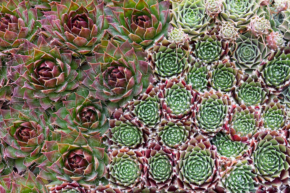 [120928_SucculentGardens_wall-panel-closeup2%255B2%255D.jpg]