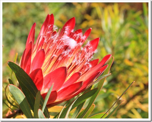 121027_UCSCArboretum_Protea-repens-Summer-Pink_17