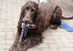 Amy daagt haar pups uit.