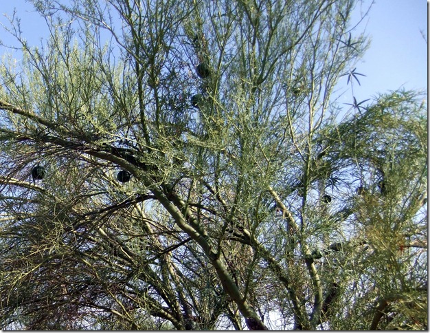 Gourds in palo verde tree 9-3-2012 8-42-41 AM 2418x1865