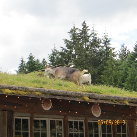 IMG_0386.jpg IMG 0386