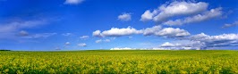 flower panoram_nebesnoe.info_26.jpg