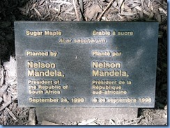 6514 Ottawa 1 Sussex Dr - Rideau Hall - sugar maple planted by Nelson Mandela 6514 Ottawa 1 Sussex Dr - Rideau Hall - sugar maple planted by Nelson Mandela