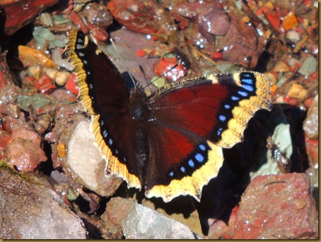 A mourning cloak butterfly amidst the colorful rocks of a waterfall along Grinnell Glacier trail DSCN4639