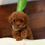 dog612-3.jpg
