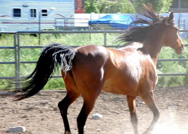[horses2011142.jpg]