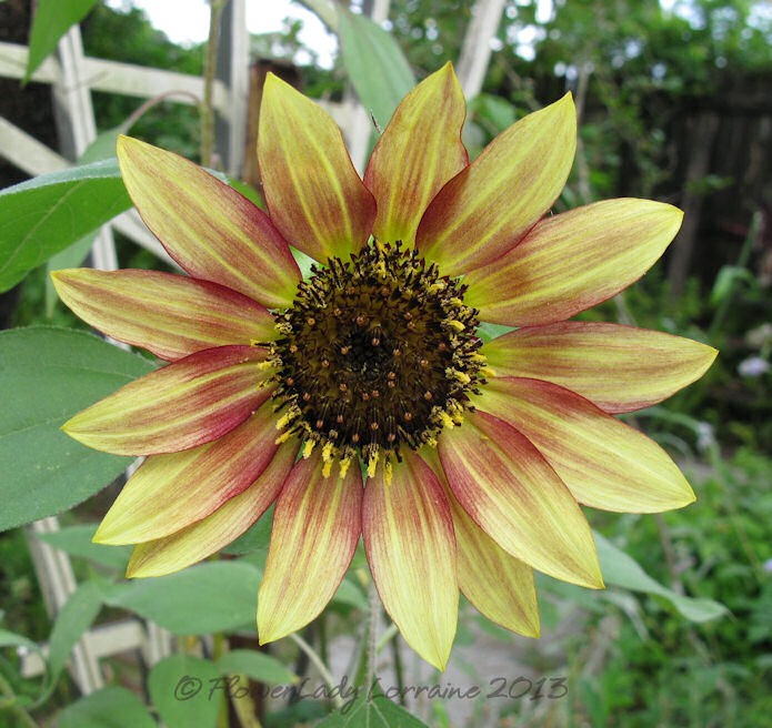 [06-23-sunflower4%255B5%255D.jpg]