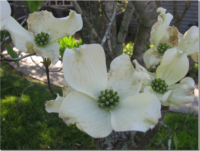 dogwood flower dogwood flower