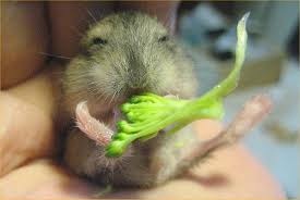 [little%2520mo%2520and%2520broccoli%255B3%255D.jpg]