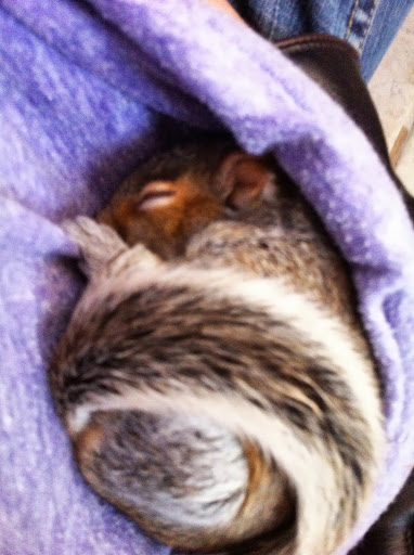 So re: Frances... The sweet little thing lost her real mama back in late April:( She was super tired and hungry when my mom rescued her. She stayed at our house that first night...zzzzz So re: Frances... The sweet little thing lost her real mama back in late April:( She was super tired and hungry when my mom rescued her. She stayed at our house that first night...zzzzz
