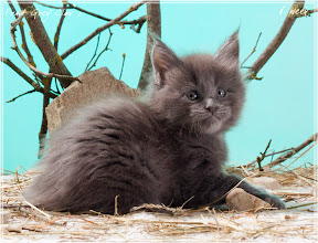 Фото котенка мейн-кун Frant возраст 6 недель | Питомник Grey Claw`s