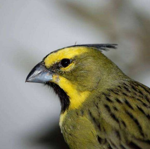 [19cardenal-amarillo%255B4%255D.jpg]