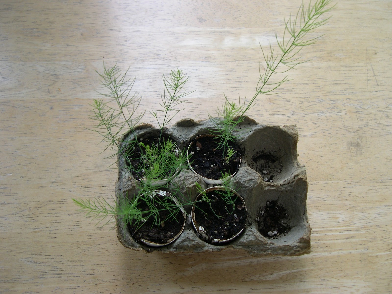 [asparagus%2520sprouts%255B3%255D.jpg]