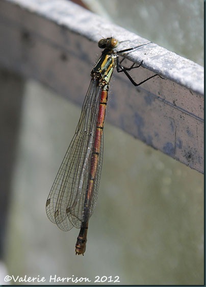 large-red-damselfly