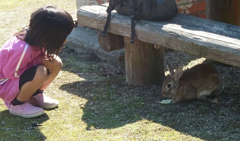 okunoshima-12