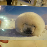 cute baby seal in Hiroshima, Hirosima (Hiroshima), Japan