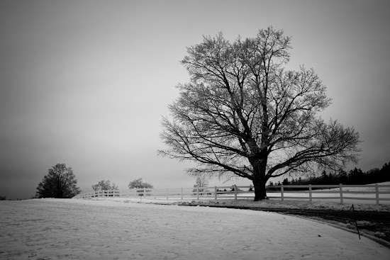 _MG_5332.jpg