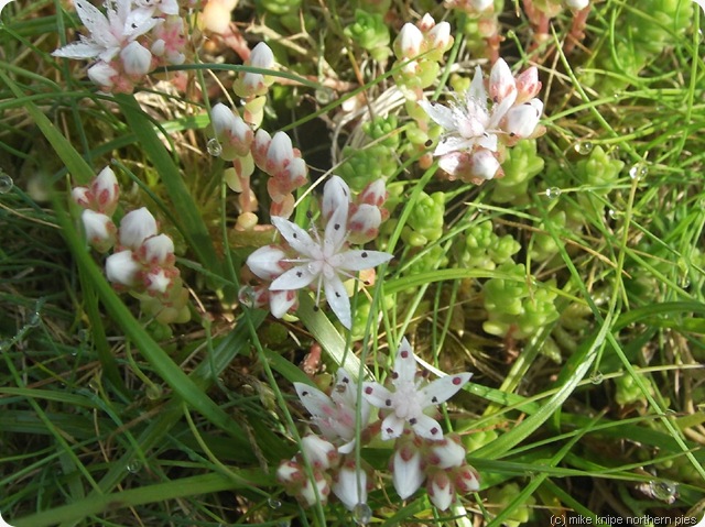 white stonecrop up the parc