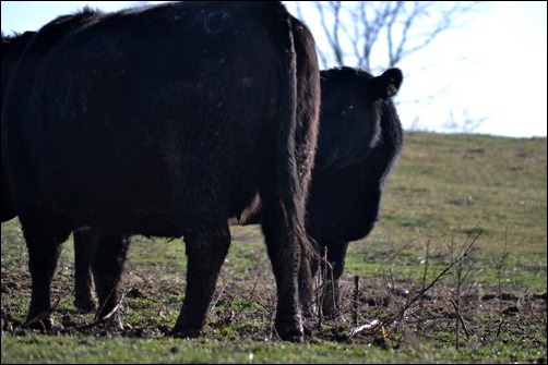 hiding heifer