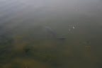 Monster of the Lake