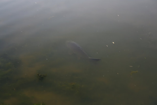 Monster of the Lake