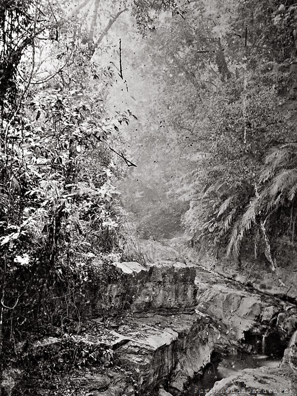 Thomson Formosa foresta Thomson Formosa Firenze