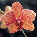 Paradis des Orchidées