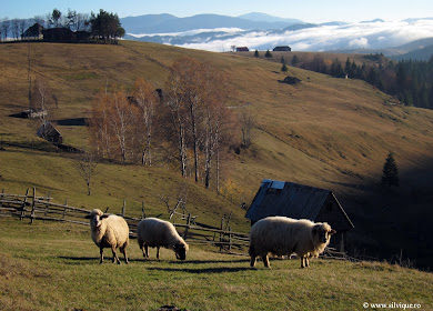 Creasta Nordica a Pietrei Craiului