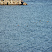 hokkaido_230.jpg
