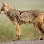 Coyote