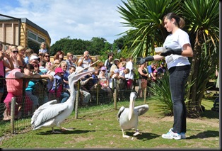 Victoria feeding Pelicans DSC_1416
